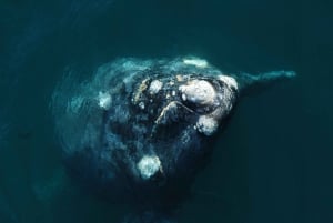 Da Puerto Madryn: Tour di un giorno intero della Penisola di Valdes