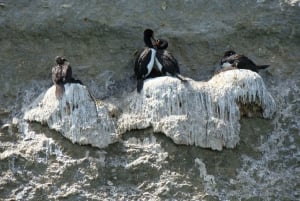 Från Puerto Madryn: Dagsutflykt till Valdeshalvön