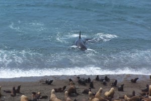 From Puerto Madryn: Full-Day Valdes Peninsula Tour