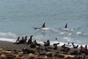 Från Puerto Madryn: Dagsutflykt till Valdeshalvön