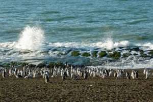 From Puerto Madryn: Penguin Tour & Península Valdés Day Trip