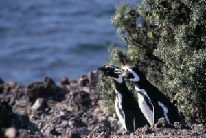 Puerto Madrynista: Punta Tombon päiväretki hotellin kuljetuksella