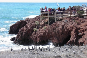 Desde Puerto Madryn: Excursión de un día a Punta Tombo con traslado al hotel
