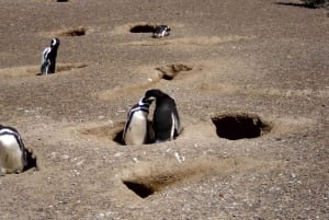 Из Пуэрто-Мадрина: однодневная поездка в Пунта-Томбо с трансфером в отель