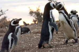 Из Пуэрто-Мадрина: однодневная поездка в Пунта-Томбо с трансфером в отель