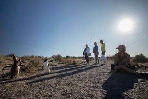 Из Пуэрто-Мадрина: однодневная поездка в Пунта-Томбо с трансфером в отель