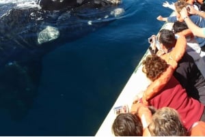 From Puerto Madryn: Wildlife Tour with Whale Watching Option