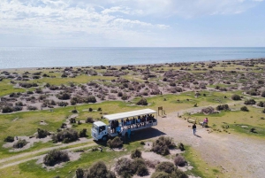 From Puerto Madryn: Wildlife Tour with Whale Watching Option