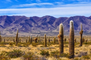 De Salta: Cachi, Humahuaca e Salinas Grandes em 3 dias