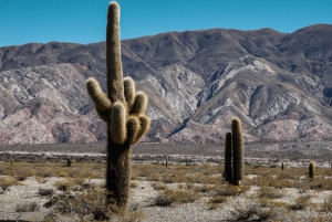 Z Salta: Cachi, Humahuaca i Salinas Grandes w 3 dni