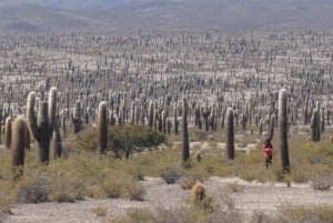 De Salta: Cafayate, Cachi e Humahuaca em 3 dias completos