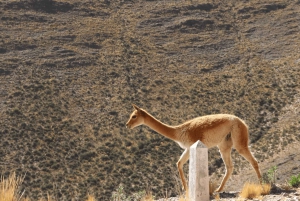 From Salta: Cafayate, Cachi and Salinas Grandes in 3 days