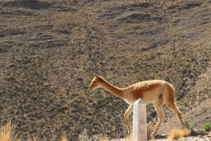 Från Salta: Cafayate,Humahuaca och Salinas Grandes på 3 dagar