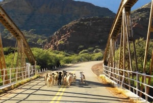 Cafayate: tour di 1 giorno da Salta