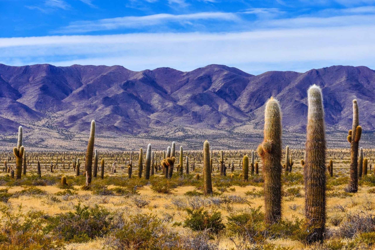 Au départ de Salta : Excursions d'une journée à Cafayate et Cachi
