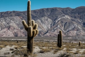 Vanuit Salta: Excursies van een hele dag door Cafayate en Cachi