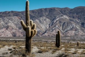 Vanuit Salta: Excursies van een hele dag door Cafayate en Cachi