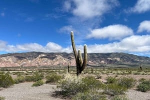 Vanuit Salta: Excursies van een hele dag door Cafayate en Cachi