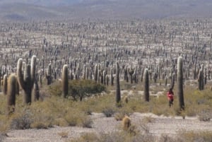 Von Salta aus: Ganztägige Ausflüge durch Cafayate und Cachi