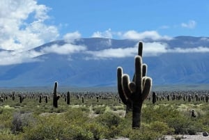 Vanuit Salta: Excursies van een hele dag door Cafayate en Cachi