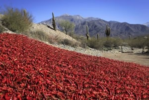 Da Salta: Escursioni di una giornata intera a Cafayate e Cachi