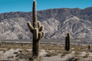 Au départ de Salta : Excursions d'une journée à Cafayate et Cachi