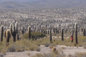 Au départ de Salta : Excursions d'une journée à Cafayate et Cachi