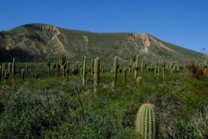Au départ de Salta : Excursions d'une journée à Cafayate et Cachi