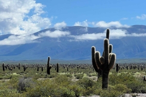 Au départ de Salta : Excursions d'une journée à Cafayate et Cachi