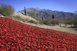 Au départ de Salta : Excursions d'une journée à Cafayate et Cachi