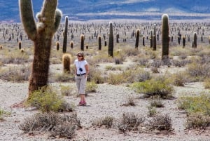 From Salta: Full-Day Scenic Tour to Cachi