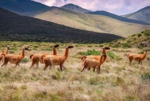 Depuis Salta : Quebrada de Humahuaca, Purmamarca et Tilcara