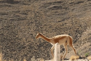 Från Salta: Salinas Grandes, Purmamarca och Cuesta de Lipán