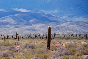 Von Salta aus: Tour nach Cachi 'Eine Reise in die Vergangenheit'