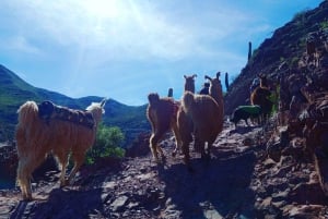 From Tilcara: Andean Trekking with Llamas