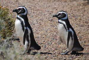 Von Ushuaia aus: Pinguinbeobachtungstour mit dem Katamaran