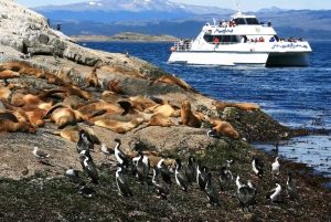 Von Ushuaia aus: Pinguinbeobachtungstour mit dem Katamaran