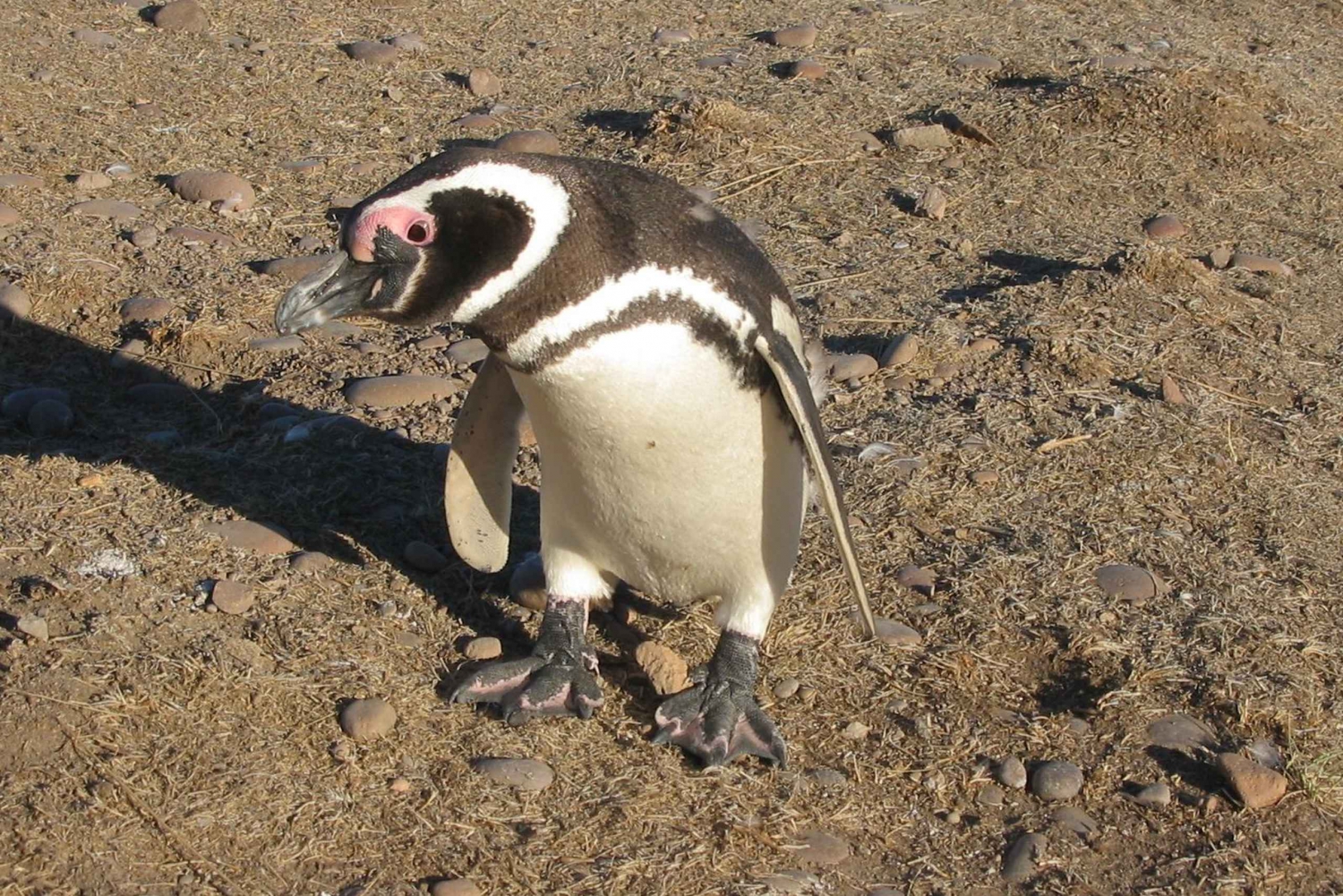 Excursion d'une journée à Punta Tombo avec les pingouins