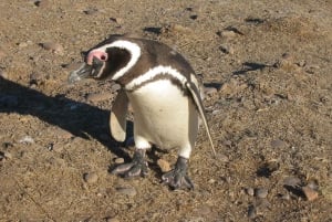 Excursión de Día Completo Punta Tombo con Pingüinos