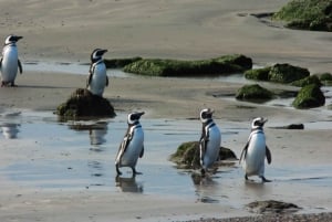 Excursion d'une journée à Punta Tombo avec les pingouins