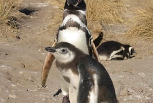 Excursie van een hele dag Punta Tombo met pinguïns