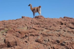 Kokopäiväretki Punta Tomboon pingviinien kanssa