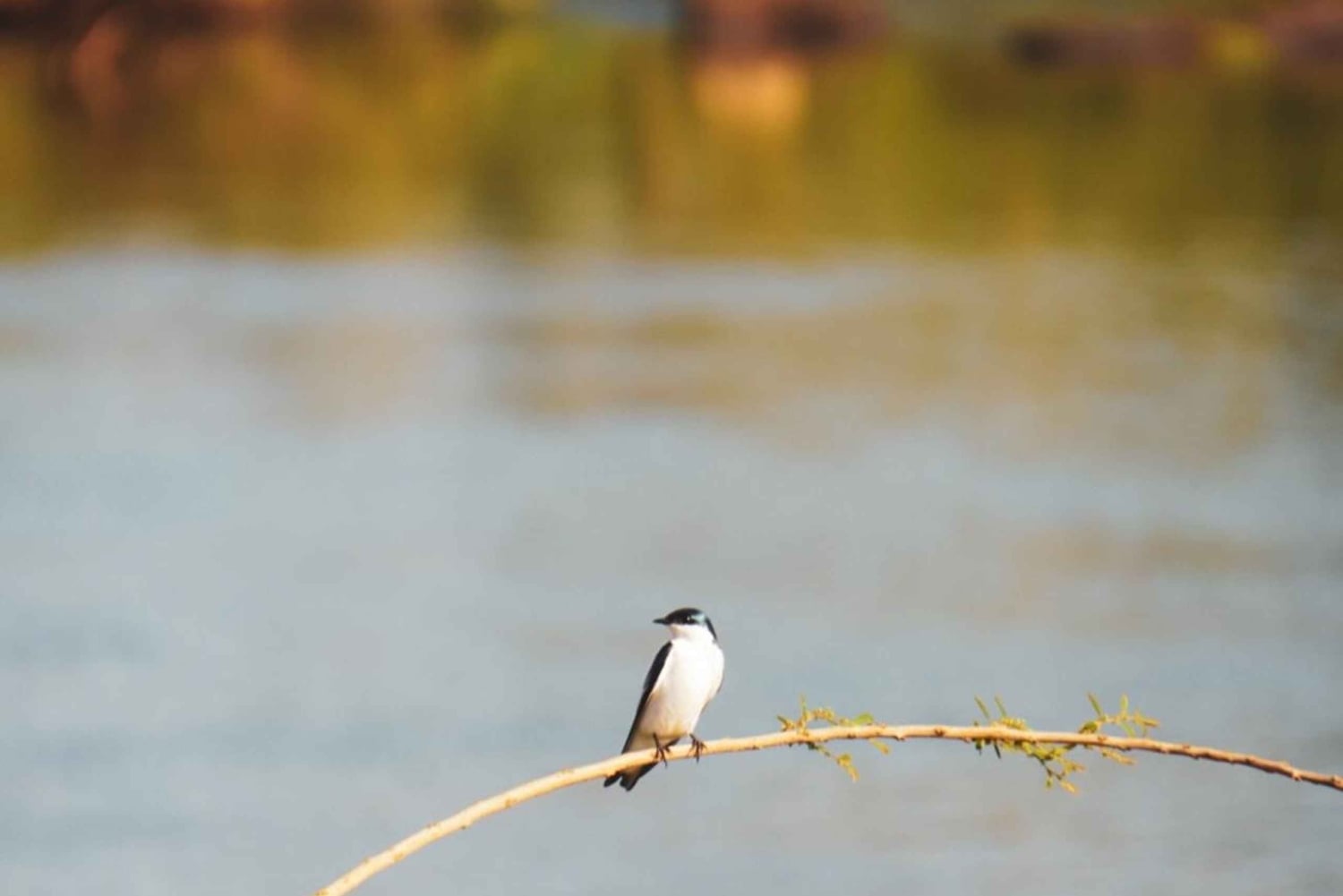 Aventure guidée d'une journée complète dans la jungle de Misiones