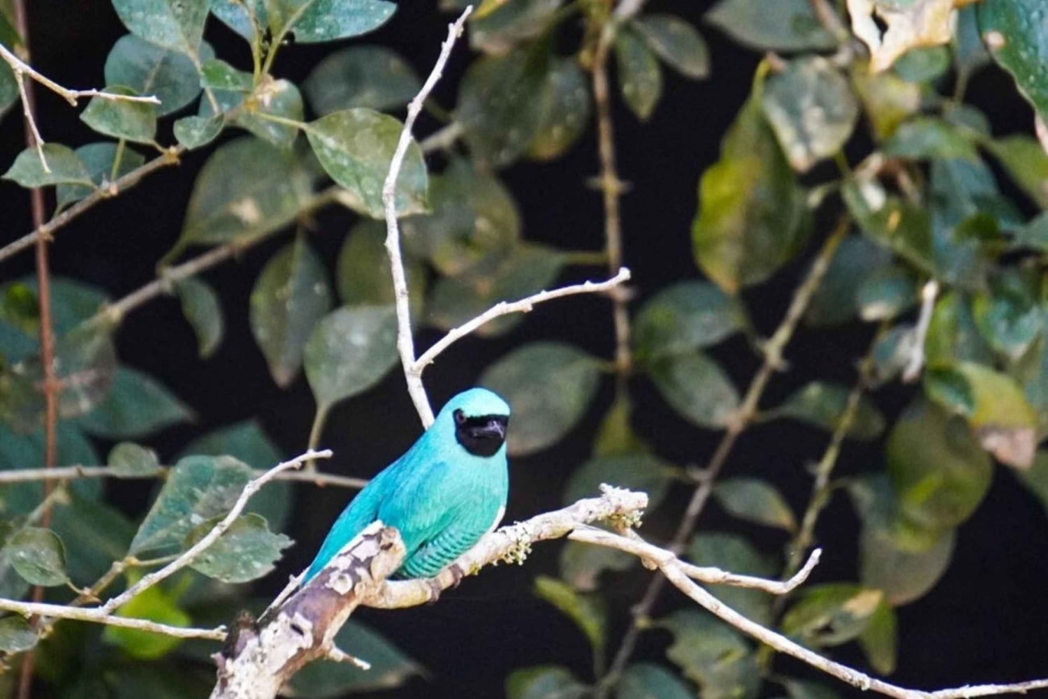 Aventure guidée d'une journée complète dans la jungle de Misiones