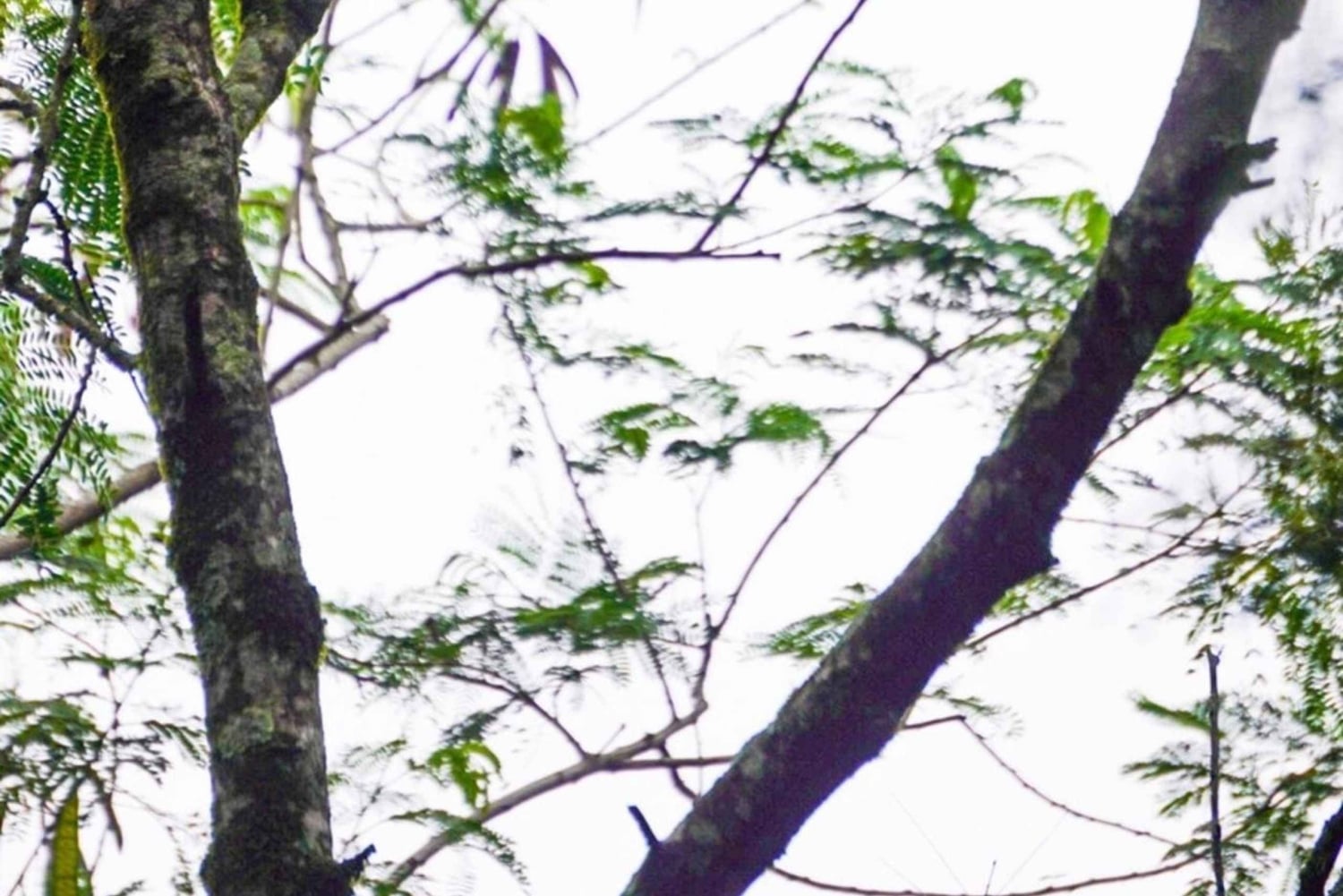 Aventure guidée d'une journée complète dans la jungle de Misiones