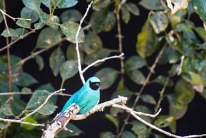 Aventure guidée d'une journée complète dans la jungle de Misiones