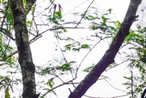 Aventure guidée d'une journée complète dans la jungle de Misiones