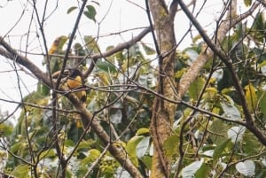 Aventure guidée d'une journée complète dans la jungle de Misiones