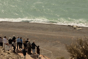 Puerto Madryn: całodniowa wycieczka na Półwysep Valdes