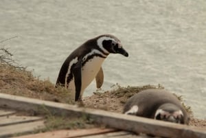 Puerto Madryn: Tour di un giorno intero dell'esperienza Peninsula Valdes